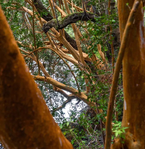 TORRECILLAS-ALERZAL_GLAXIAR-116