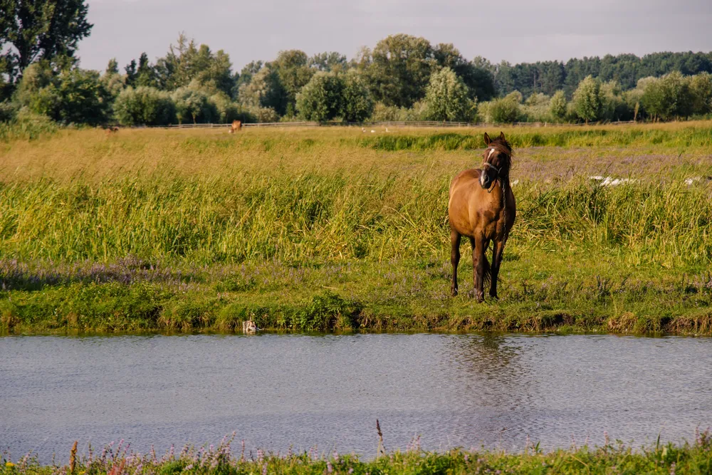 viktor-smoliak-1YsqhuRnvdU-unsplash