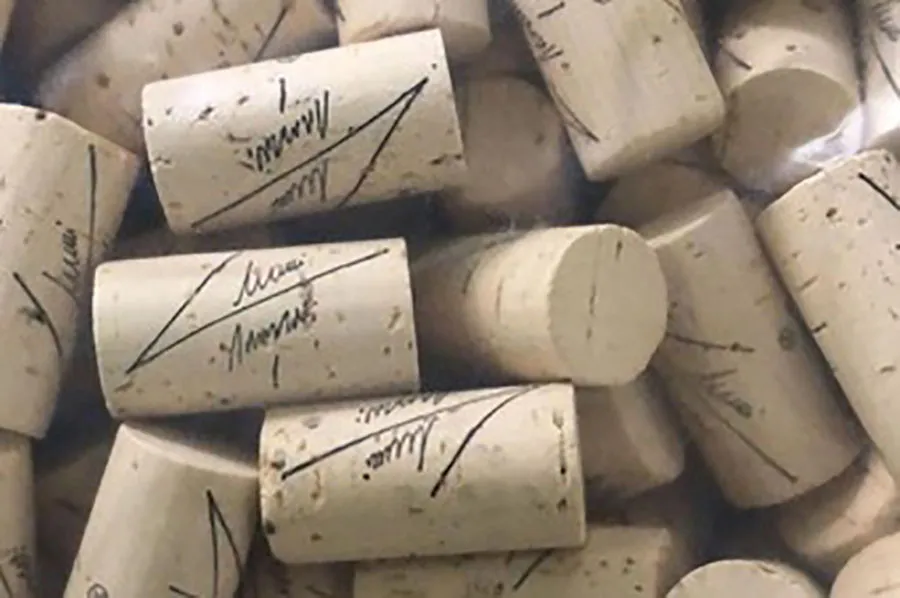 Corcho A 2023-07-15 at 23.28