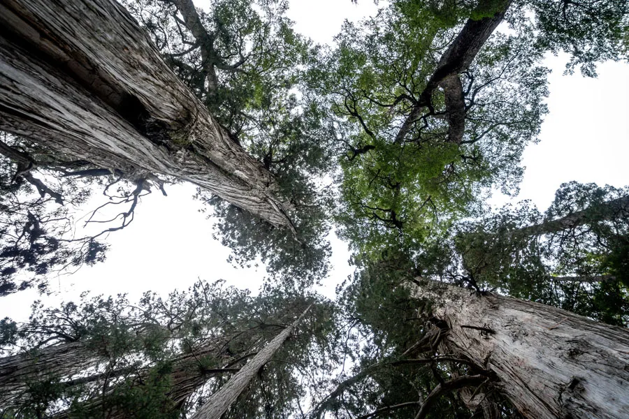 TORRECILLAS-ALERZAL_GLAXIAR-107