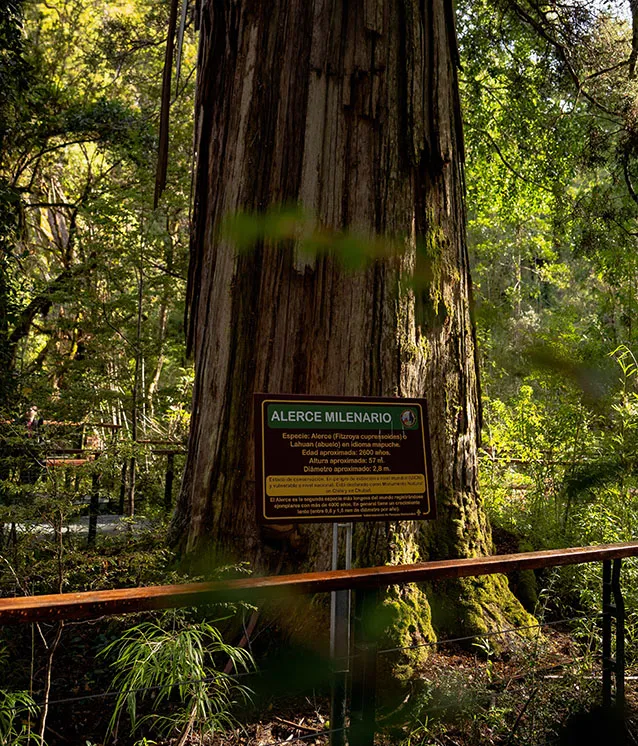  Parque Nacional Los Alerces - Alerce Milenario 