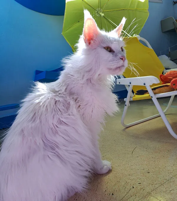 MISHMOSOS - FOTO GATO BLANCO