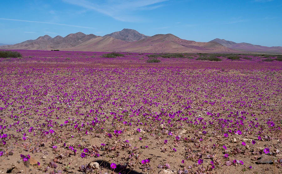 DesiertodeAtacamafloracion