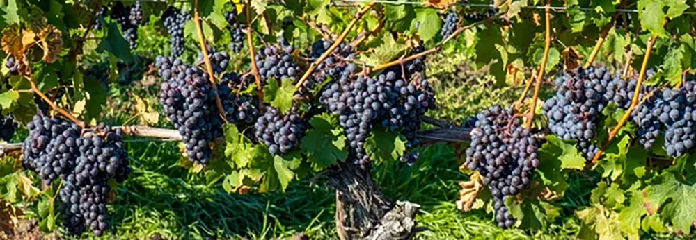 cabernet-franc-75-1-3
