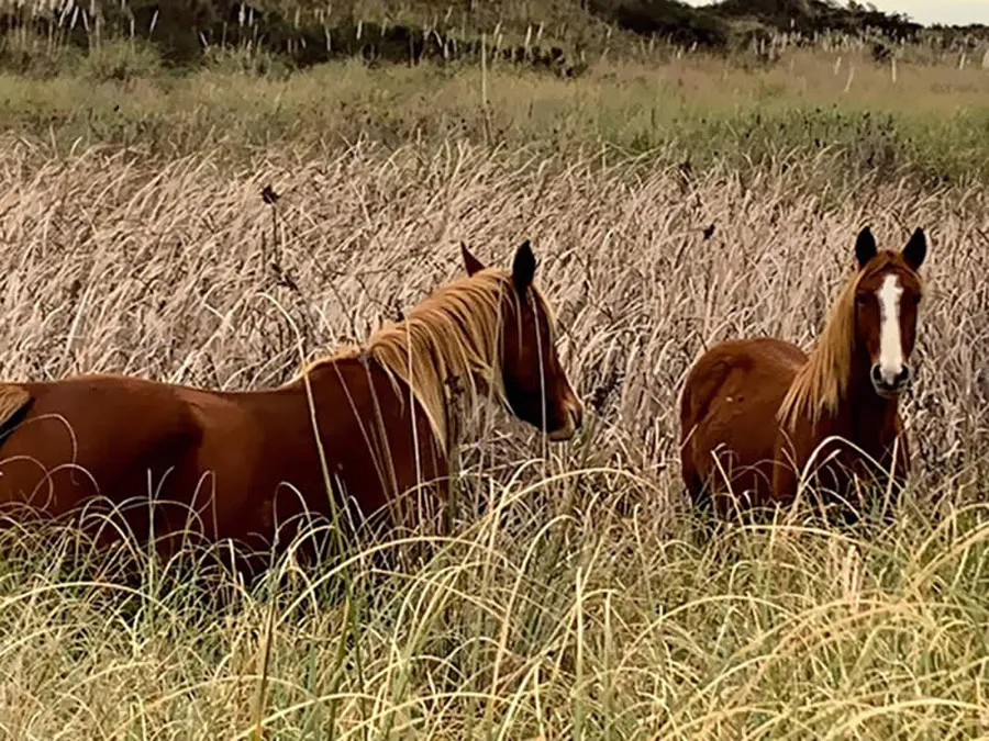 El Salvaje Chacras Marítimas