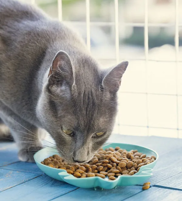 DIA DEL GATO7  - 20 DE FEBRERO