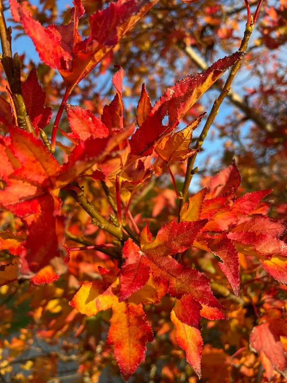 janine-kadar-CYN-S1KyyvU-unsplash