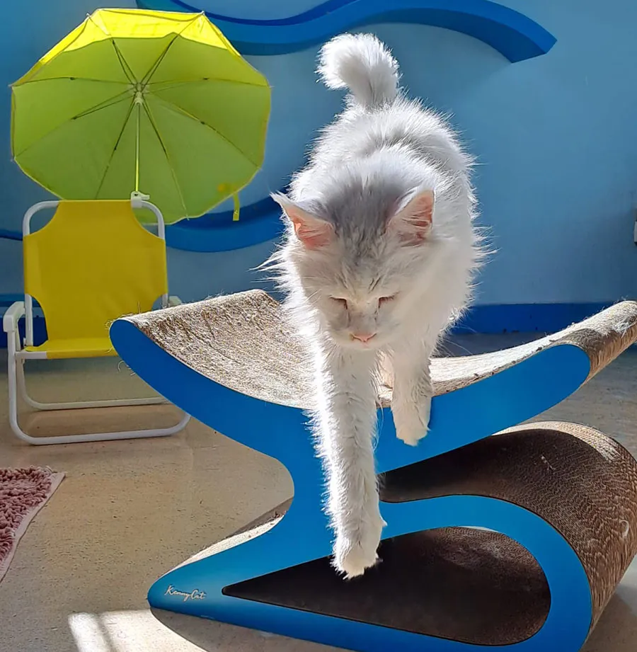 MISHMOSOS - GATO PASEANDO-1