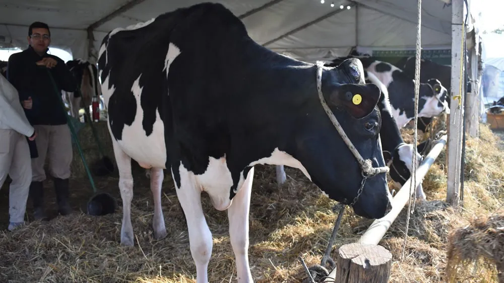 vaca