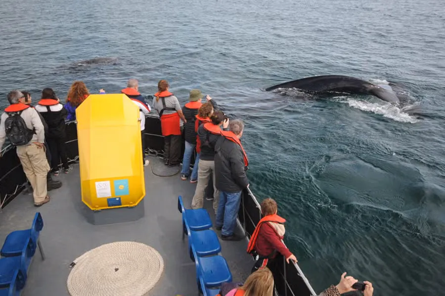 avistamiento-ballenas-costa-peninsula-valdes