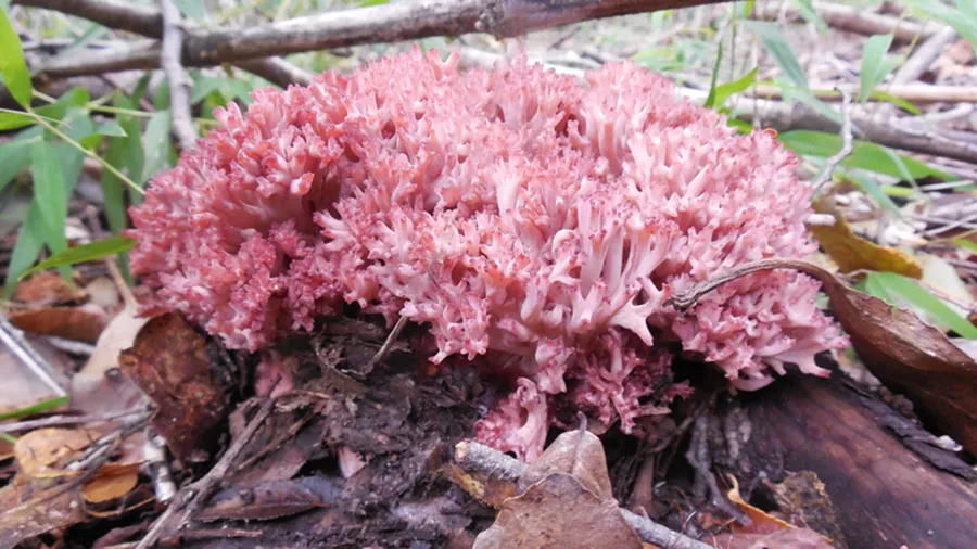 ramaria-botrytis