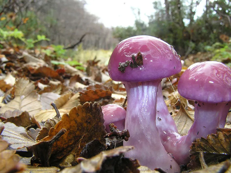 Congreso IWEMM 11 (1)