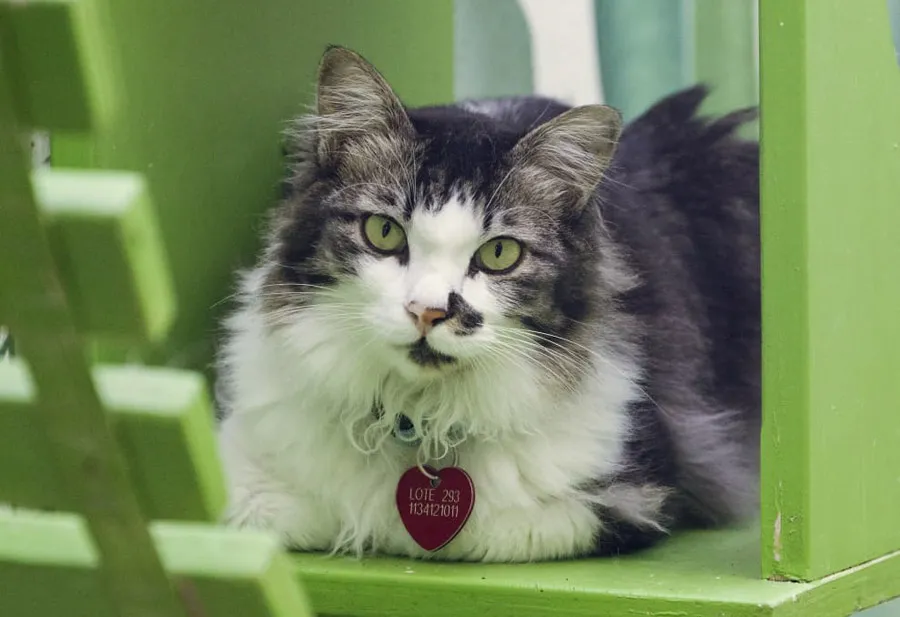 DIA DEL GATO5  - 20 DE FEBRERO