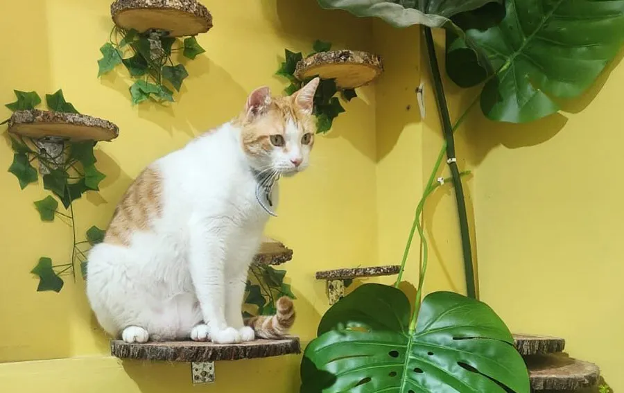 Imagen-nota-blog-edited