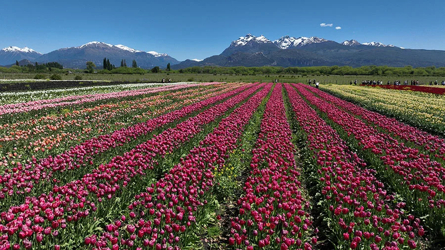 Trevelintulipanes