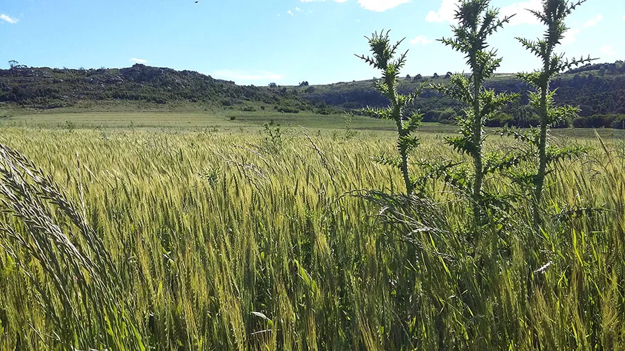 CamposOrganicosTrigo Paititi