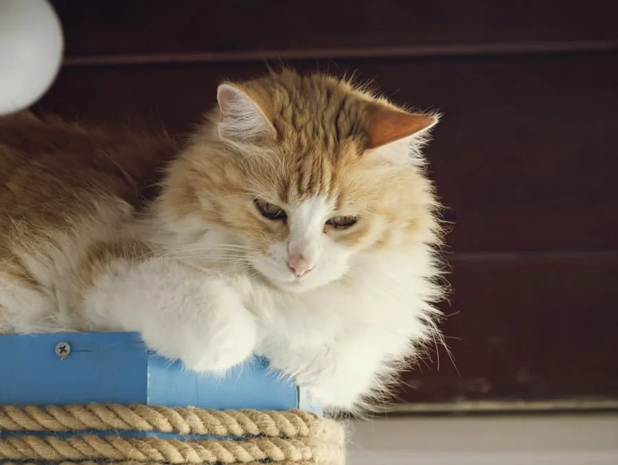 DIA DEL GATO6  - 20 DE FEBRERO