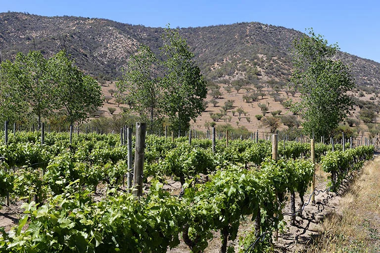viñedosValleCasaBlanca