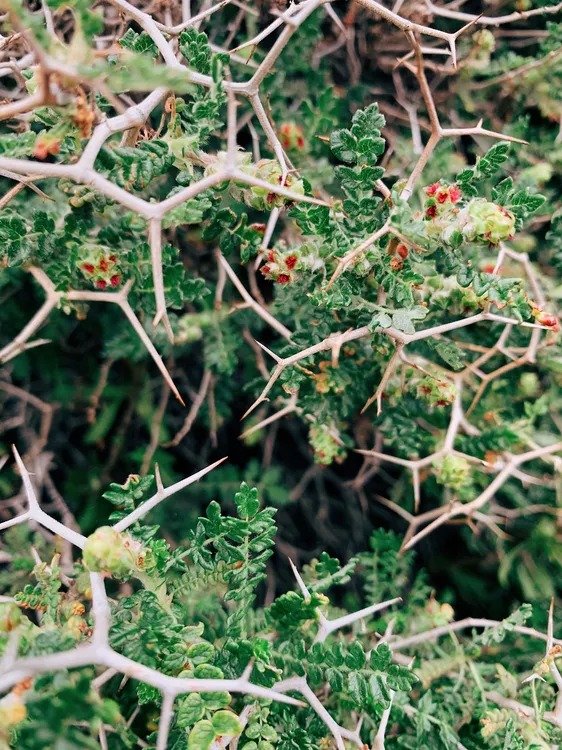 irina-shishkina-RBPDcfQAuaI-unsplash