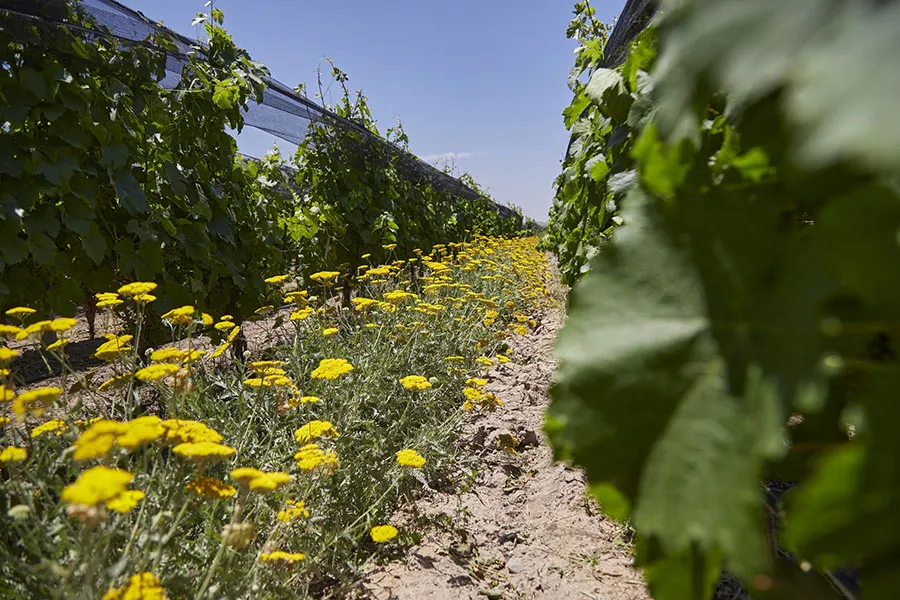 Bodega-Argento-Flores-023-26112020-scaled