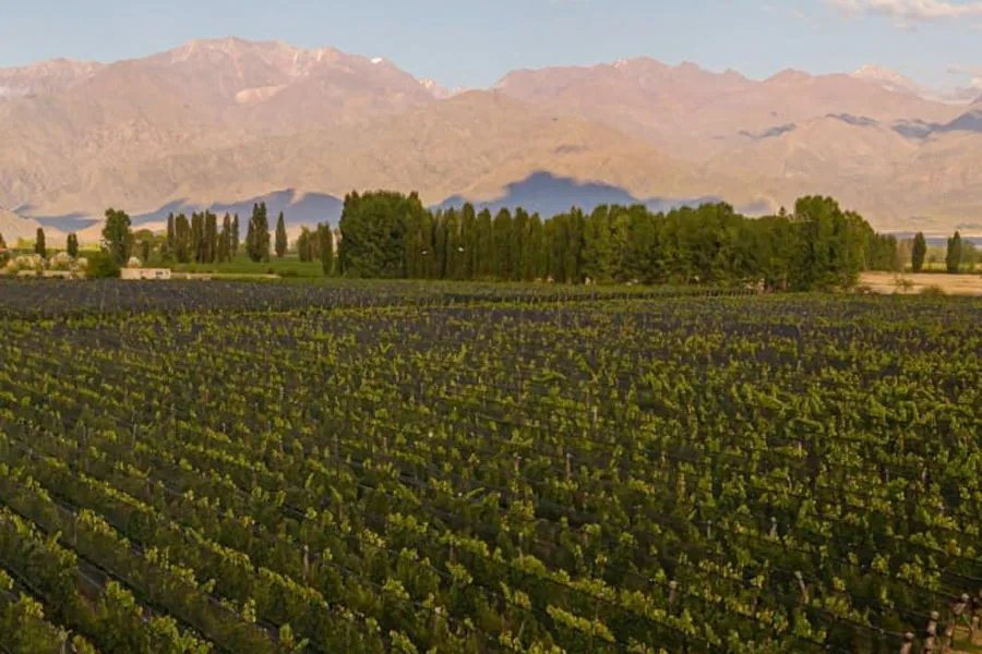 WhatsApp Image 2025-12-10 at 23.40.47