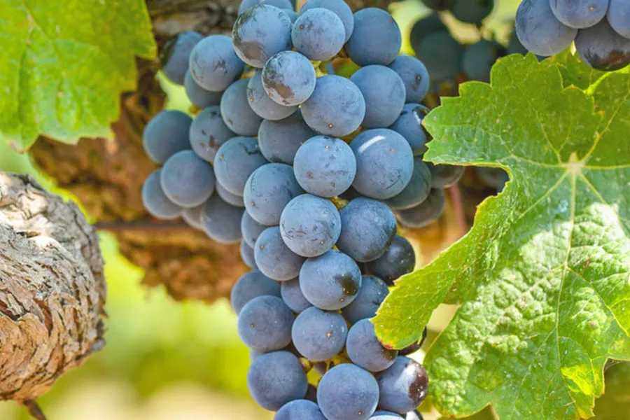 syrah-uva74513