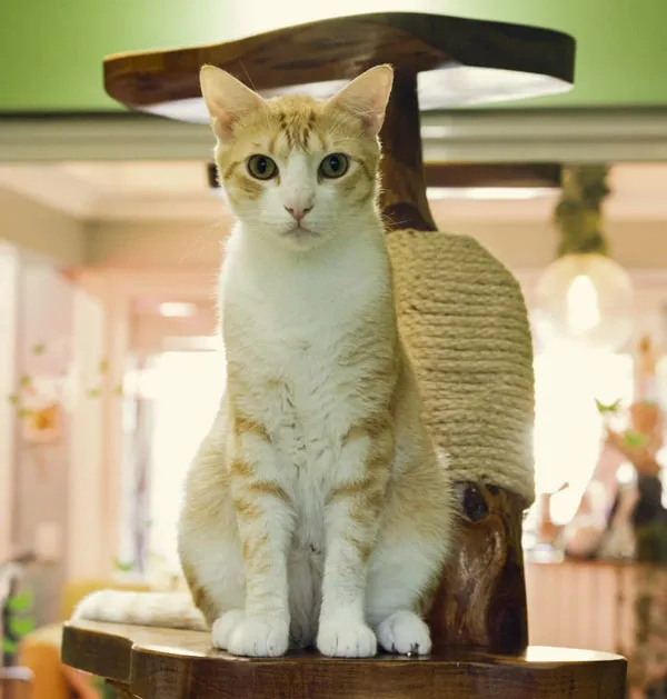 DIA DEL GATO2   - 20 DE FEBRERO
