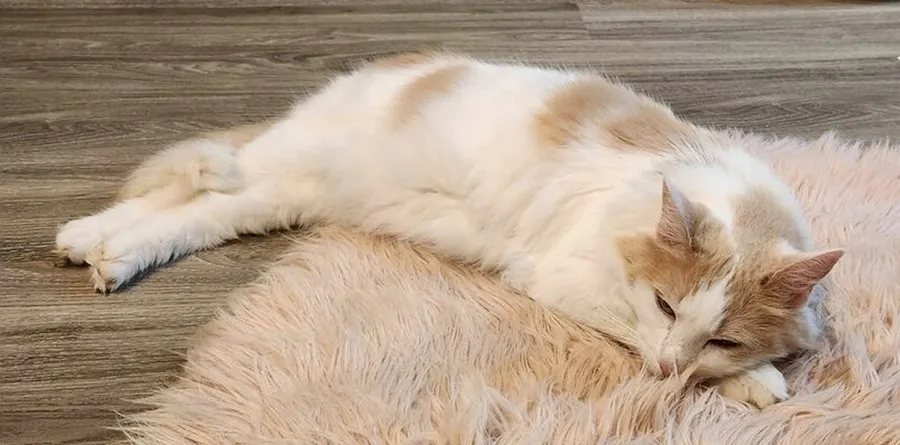 85-8811a946a3bb08a4ad17225383695137-1024-1024