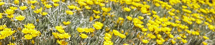 Bodega Argento Flores Qr copia