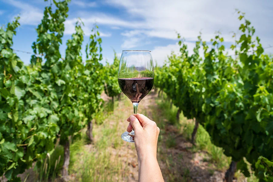 viñedosMendoza