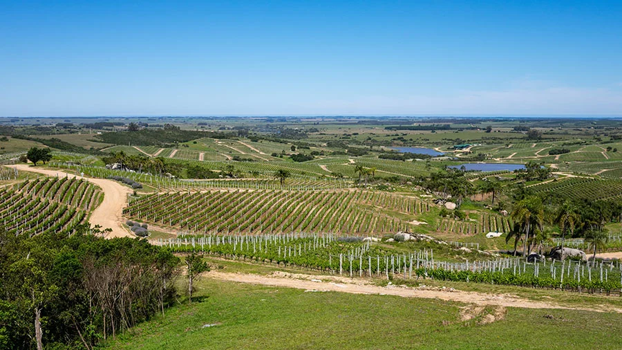 viñedosUruguay