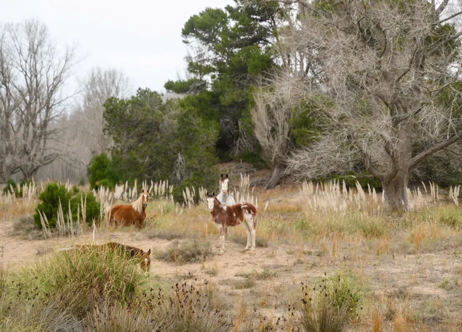 El Salvaje Agosto 2024-5