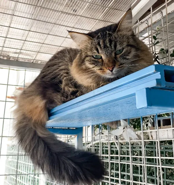 DIA DEL GATO8  - 20 DE FEBRERO