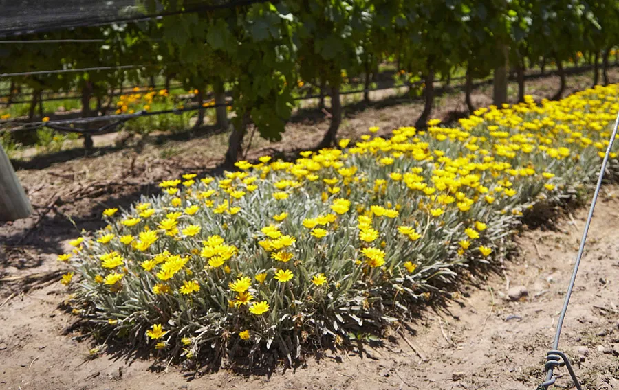 Bodega Argento Flores Qr