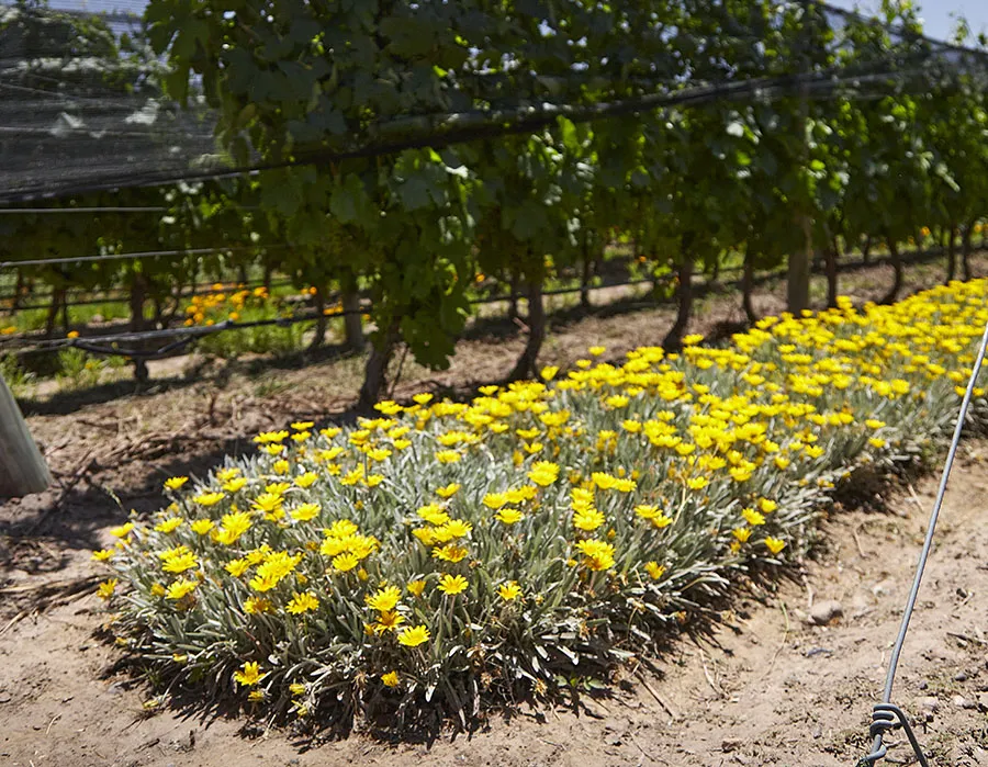 Bodega Argento Flores Qr